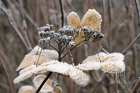 HOAR_FROST_ON_HYDRANGEA_SEED_HEAD