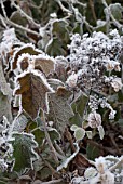 HOAR FROST ON HYDRANGEA QUERCIFOLIA