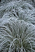 CAREX SECTA WITH WINTER HOAR FROST
