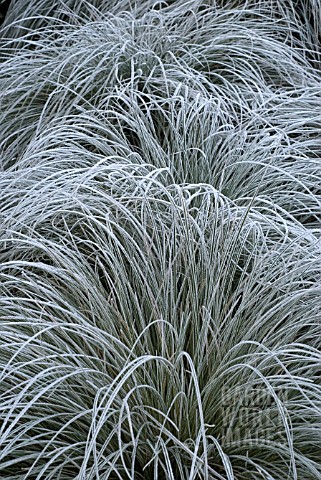 CAREX_SECTA_WITH_WINTER_HOAR_FROST