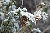 ABUTILON VITIFOLIUM SEED HEAD IN FROST