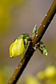 FORSYTHIA FLOWER BUD