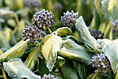 HEDERA COLCHICA SULPHUR HEART