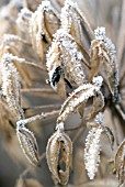 HOAR FROST ON AGAPANTHUS SEED HEAD