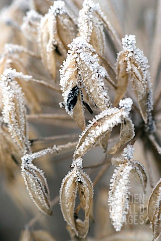 HOAR_FROST_ON_AGAPANTHUS_SEED_HEAD