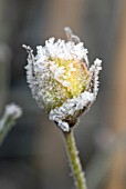 HOAR FROST ICE CRYSTALS ON ROSE BUD