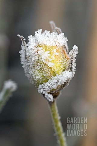 HOAR_FROST_ICE_CRYSTALS_ON_ROSE_BUD