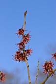 HAMAMELIS X INTERMEDIA JELINA