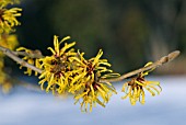 HAMAMELIS MOLLIS