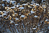 SNOW RESTING ON HYDRANGEA FLOWER HEADS