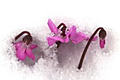 CYCLAMEN COUM EMERGING THROUGH SNOW