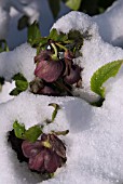 HELLEBORUS FLOWERS EMERGING THROUGH SNOW