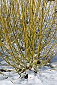 CORNUS STOLONIFERA FLAVIRAMEA