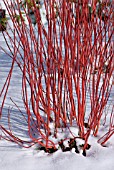 CORNUS ALBA SIBIRICA IN SNOW