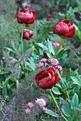 PEONIA WITH FENNEL AND ASTRANTIA