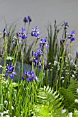 IRIS SIBIRICA AND FERN