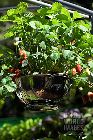 STRAWBERRY_PLANTS_IN_HANGING_CONTAINER