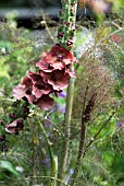 COMBINATION IN PERENNIAL BORDER - FENNEL AND VERBASCUM