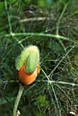 EMERGING POPPY MIXED WITH FENNEL