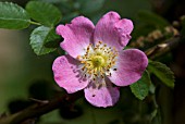 WILD ENGLISH ROSE