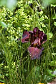 FLAG IRIS WITH STIPA GRASS AND ALCHEMILLA MOLLIS