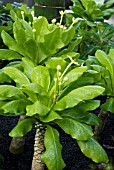 BRIGHAMIA INSIGNIS, (VULCAN PALM)