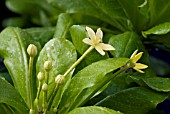 BRIGHAMIA INSIGNIS