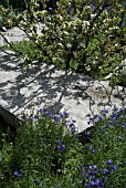 FRUIT TREE IN SMALL SHADY GARDEN