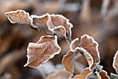 FROSTY EDGED BEECH LEAVES