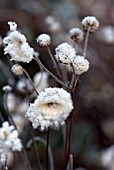 JAPANESE ANEMONE FLUFFY SEEDHEADS WITH HOAR FROST