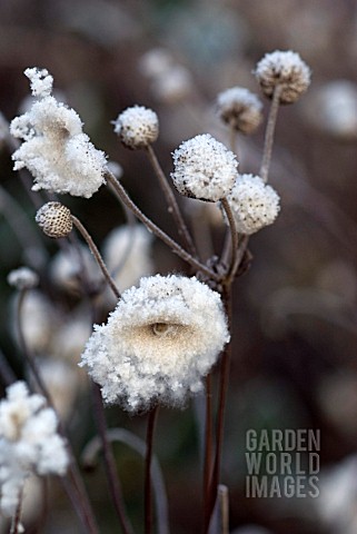 JAPANESE_ANEMONE_FLUFFY_SEEDHEADS_WITH_HOAR_FROST