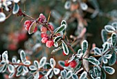 BERBERIS BERRIES WITH HOAR FROST