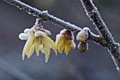 CHIMONANTHUS PRAECOX LUTEUM