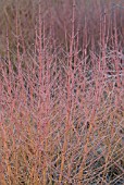 FROSTY COATING ON STEMS OF CORNUS