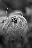 CLEMATIS HELIOS