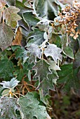 HYDRANGEA QUERCIFOLIA WITH WINTER FROSTY EDGES