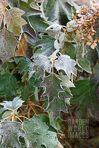 HYDRANGEA_QUERCIFOLIA_WITH_WINTER_FROSTY_EDGES