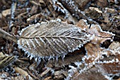 BEECH LEAF WITH FROST OUTLINING LEAF VEINS