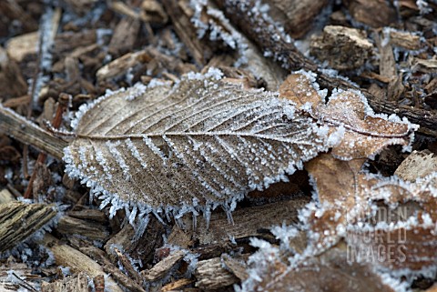 BEECH_LEAF_WITH_FROST_OUTLINING_LEAF_VEINS
