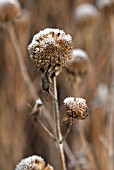 MONARDA SEEDHEAD WITH FROST