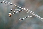 DIERAMA SEEDHEADS ON FROSTY DAY