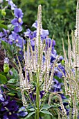 VERONICASTRUM VIRGINICUM LAVENDELTURM