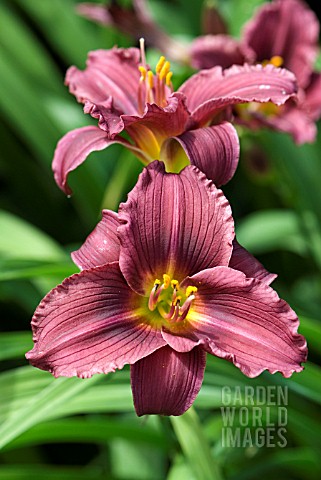 HEMEROCALLIS_LITTLE_GRAPETTE