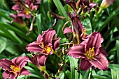 HEMEROCALLIS LITTLE GRAPETTE