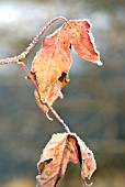 STYRACIFLUA LEAF WITH HOAR FROST