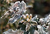 MAHONIA LEAVES AND BUDS WITH HOAR FROST CRYSTALS