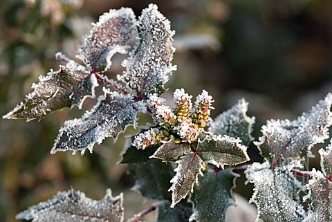 MAHONIA_LEAVES_AND_BUDS_WITH_HOAR_FROST_CRYSTALS