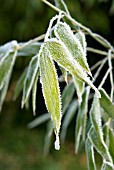 HOAR FROSTON BAMBOO LEAVES