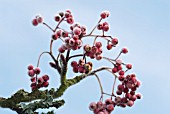 ICE CRYSTALS ON SORBUS HUPEHENSIS