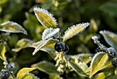 ICE CRYSTALS ROUND EDGES OF SARCOCOCCA LEAVES